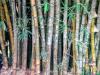 Certified bamboo plantations improve water quality in Ecuador  