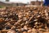  Brazilian cocoa producers bet on frog quality