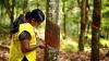 KVPL rubber plantations receive first Sustainability Framework Certificate