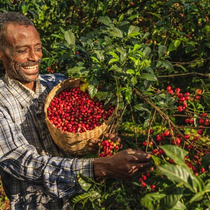 picking coffee berries