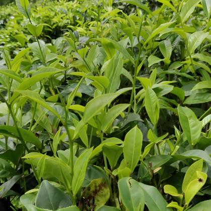 Côte d’Ivoire.png