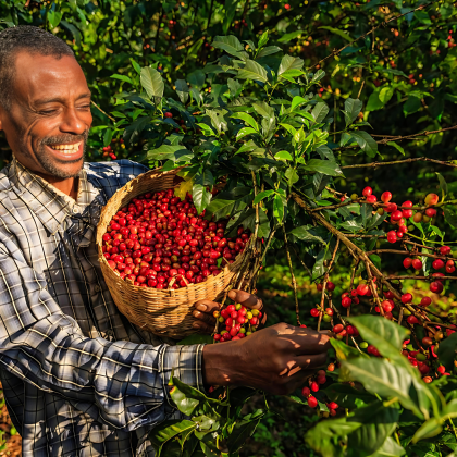 coffee fruits farmer2.png