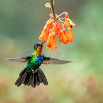 hummingbird