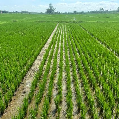 rice field