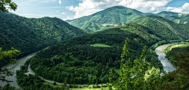 forest - Switzerland
