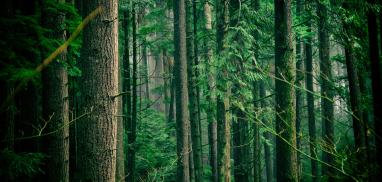 PEFC Forest Management Certification