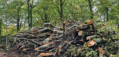Biomass