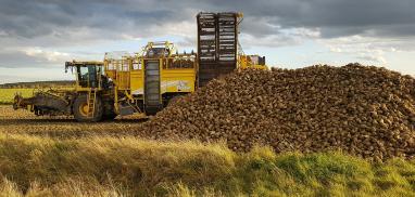 Biomass