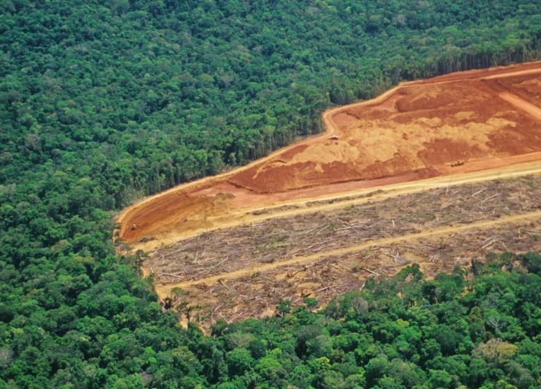 forest deforested