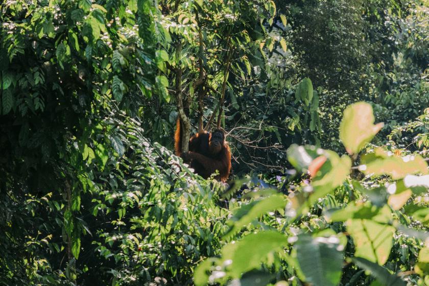 tropical forest