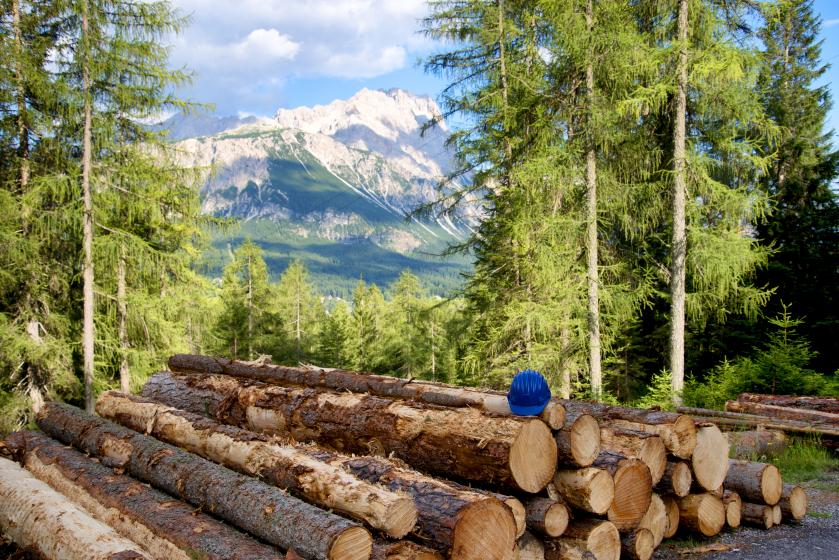 logs of wood