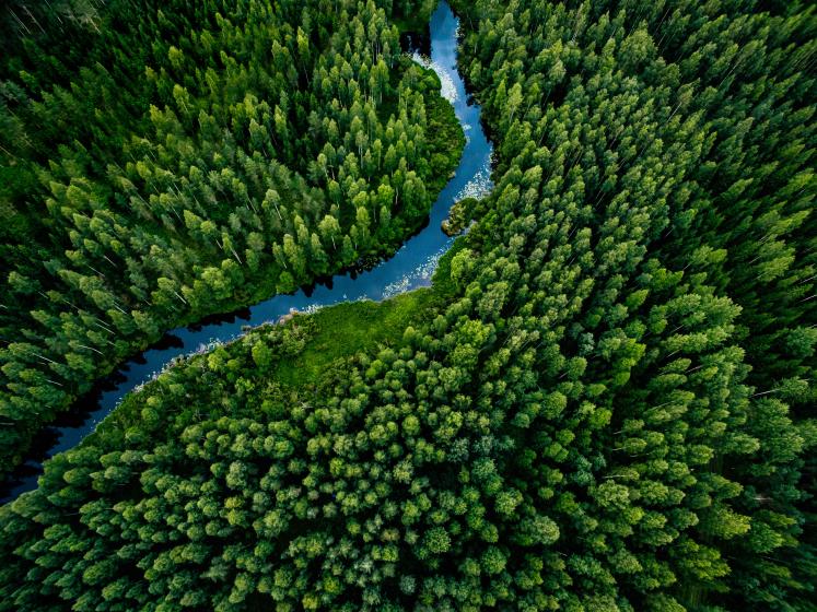 forest stream