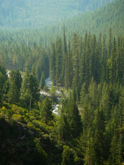 forest