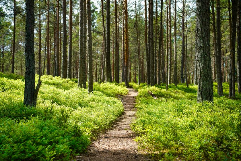 forest