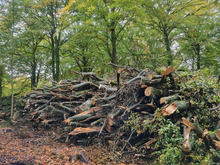 Biomass