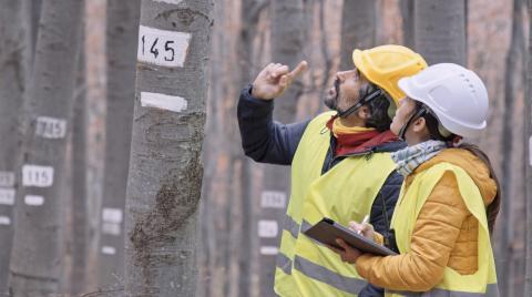 forestry workers