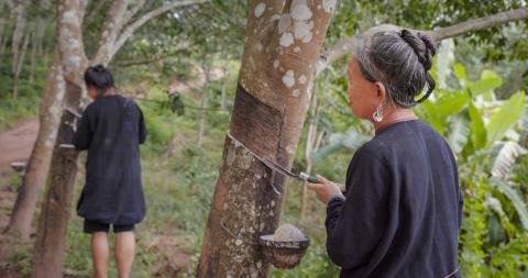rubber tappers