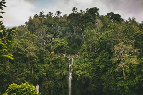 Indonesia forest