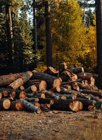 Timber Traceability
