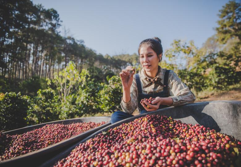 Coffee production, natural sun dry of honey process, removed bulb and remaining sweet for dry, premium quality of coffee