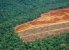 forest deforested