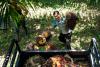 palm oil