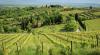 fields and trees