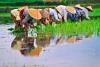 rice farmers
