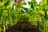 plants