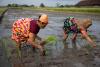 Rice farmers working SRP-certified paddy fields in Central Java, Indonesia. Photo: Kristian Buus